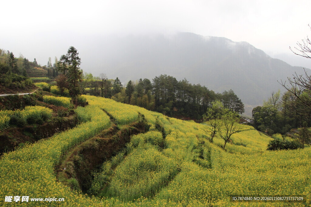 山间梯田油菜花美景