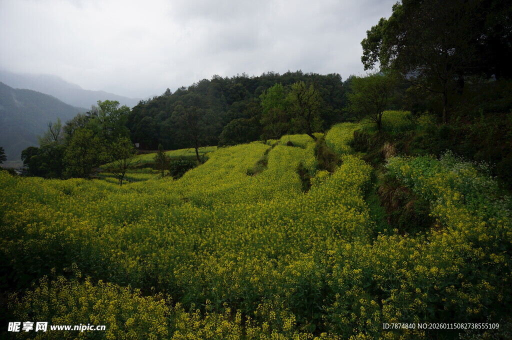 山间油菜花海田园美景