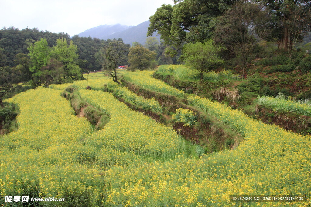 梯田黄花美景如画
