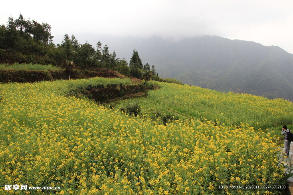 山间油菜花田中的行人