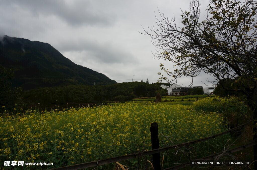 山间油菜田 田园好风光
