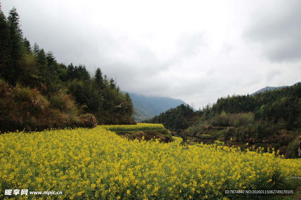 金黄油菜田 山林间美景