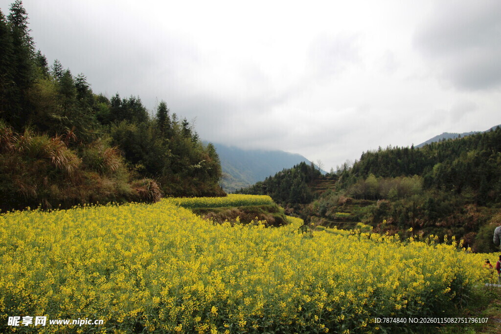 山间油菜花海美景