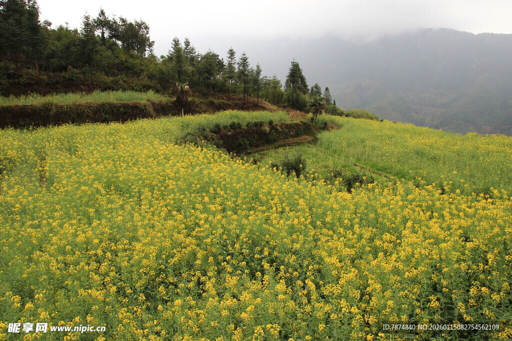 金黄油菜田 山间田园美景