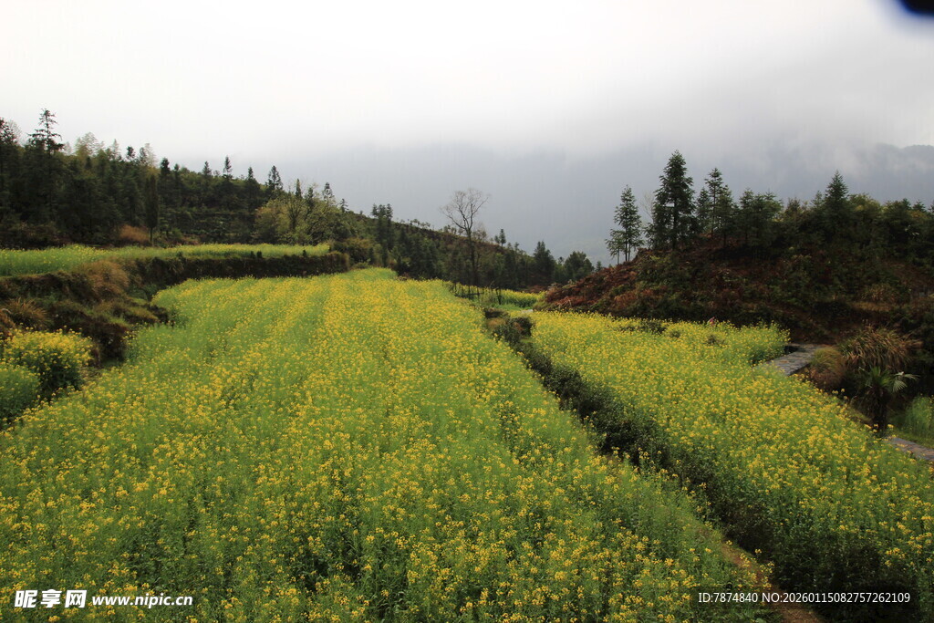 山间油菜田 绿意盎然