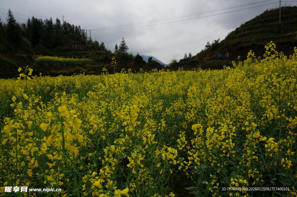 山间油菜花田美景