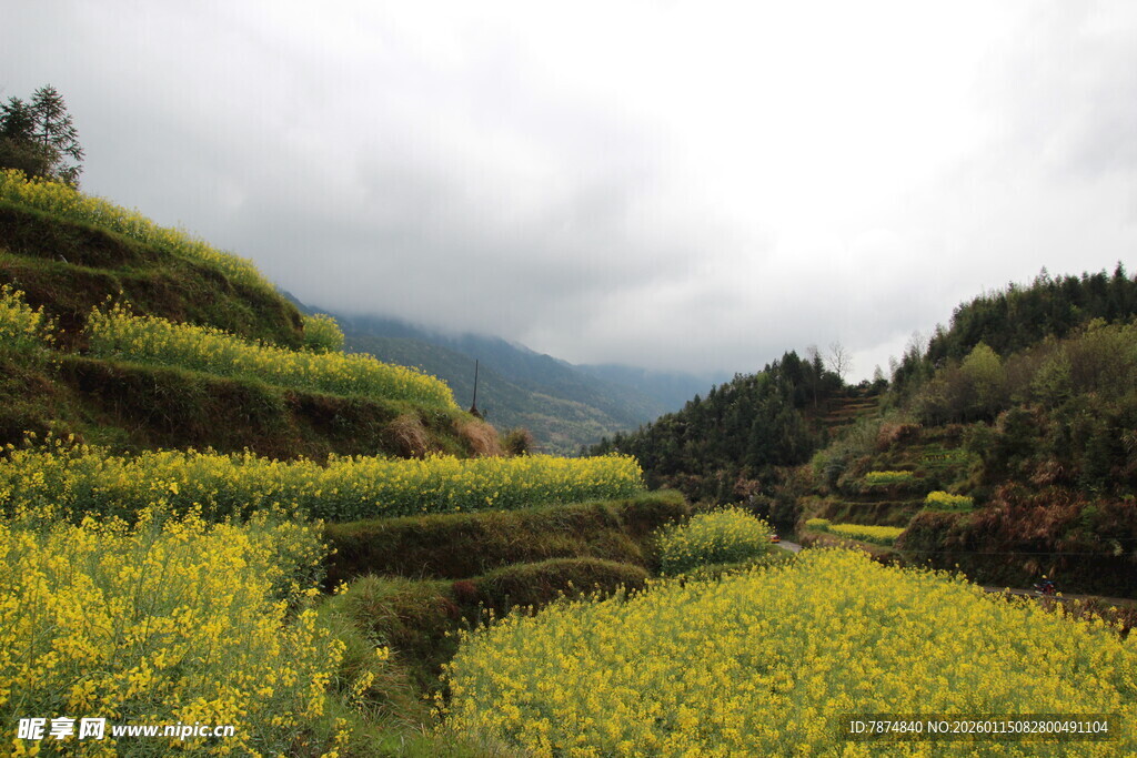 山间梯田油菜花美景