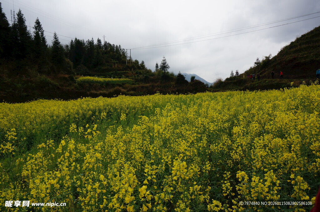 山间油菜花海美景