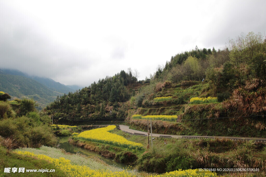 山间梯田油菜花美景