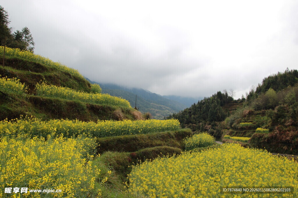 梯田油菜花田的美丽风光