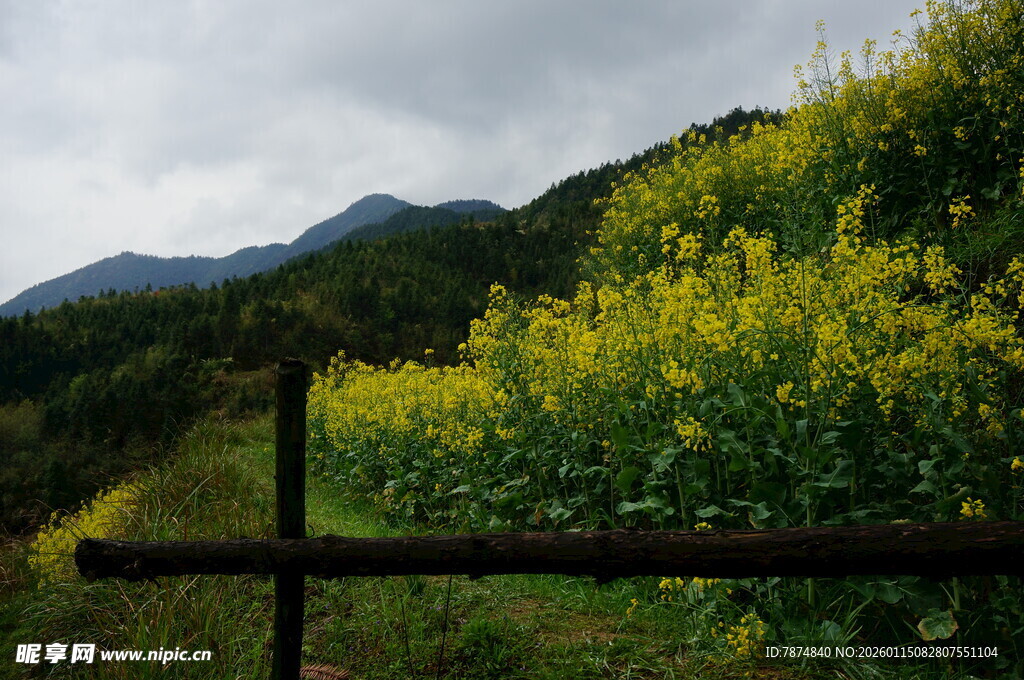 山间油菜花田的美丽景致