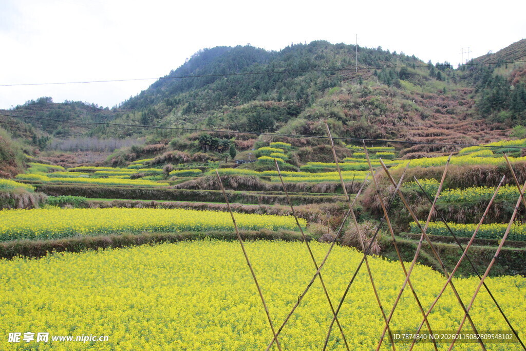 山间油菜梯田美景