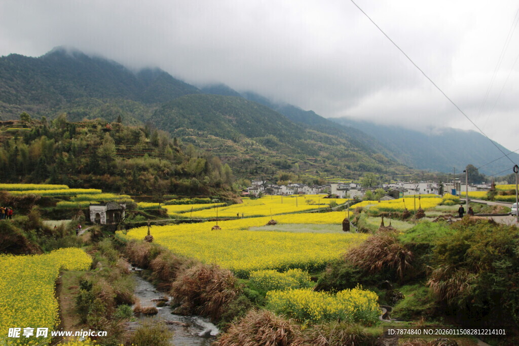山间油菜田美景