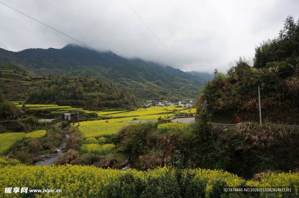 山间油菜田美景