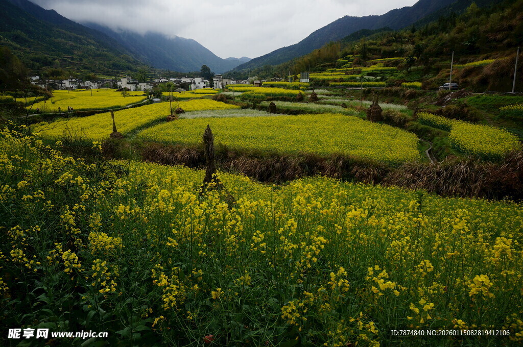 山间油菜花海田园美景