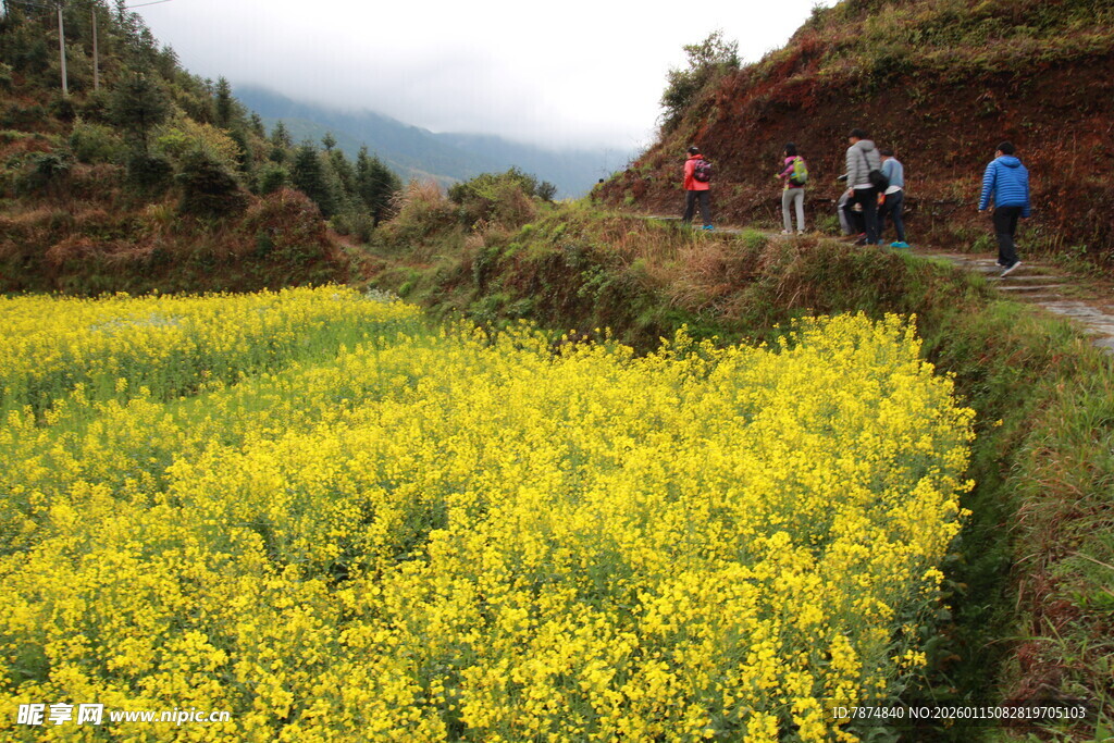 山间油菜田中的徒步者