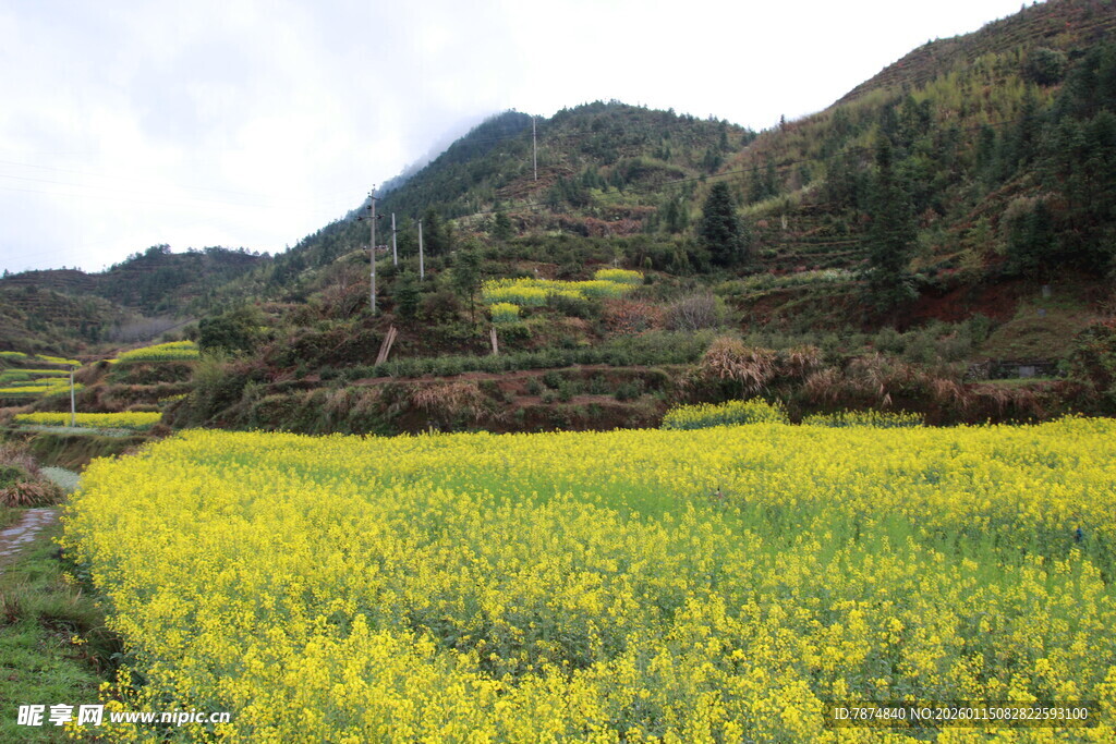 春日山间油菜花海美景