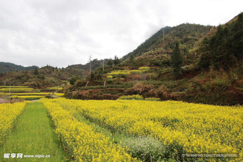 山间油菜花海田园美景