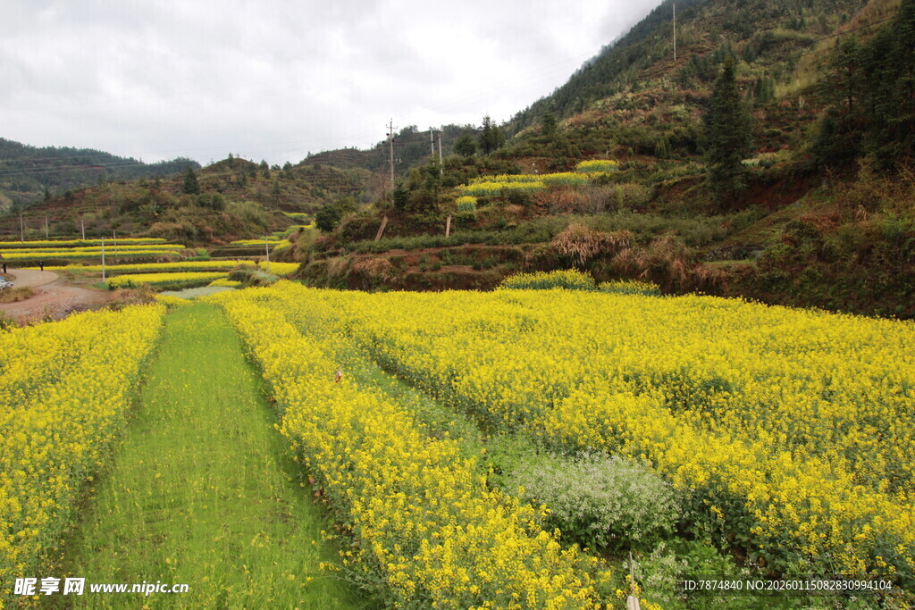 山间油菜花海田园美景