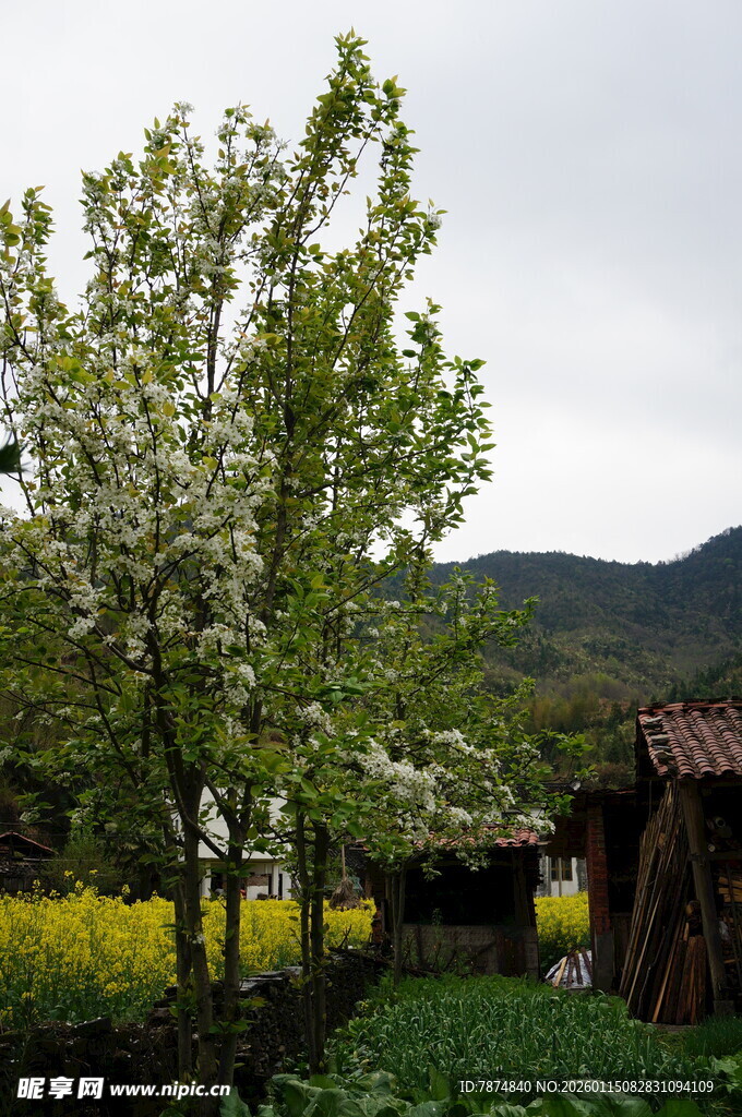 乡村春日田园美景