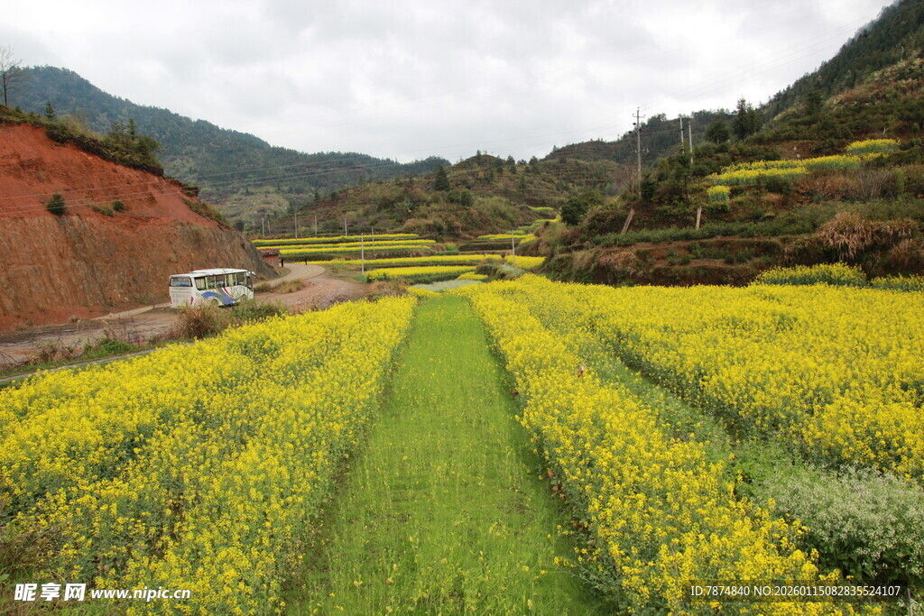 春日田园油菜花美景
