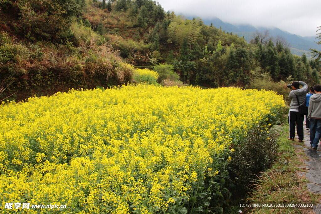 山间漫步赏大片油菜花田
