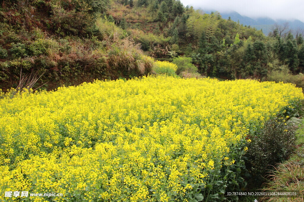 金黄油菜花田的田园风光