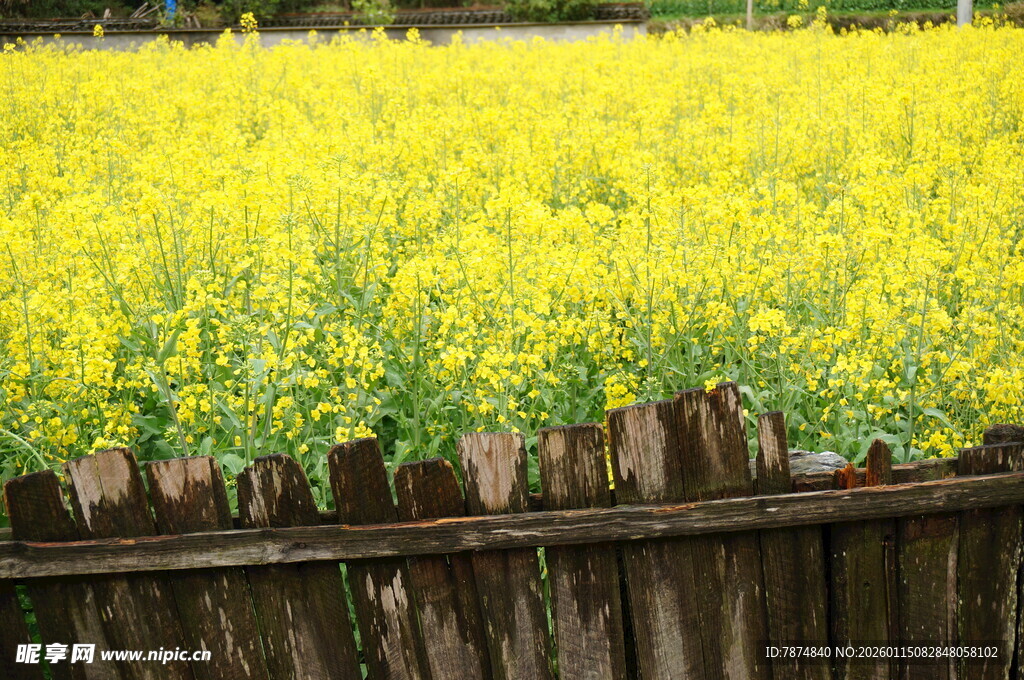 木栏旁的灿烂油菜花田