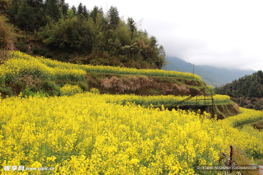 春日梯田油菜花美景