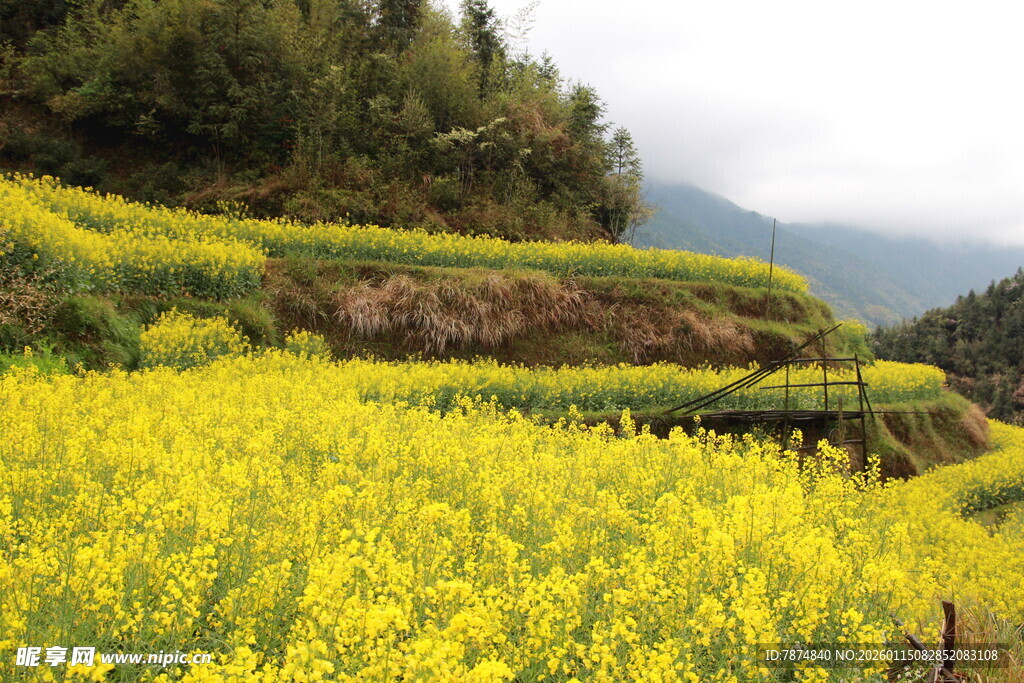 春日梯田油菜花美景