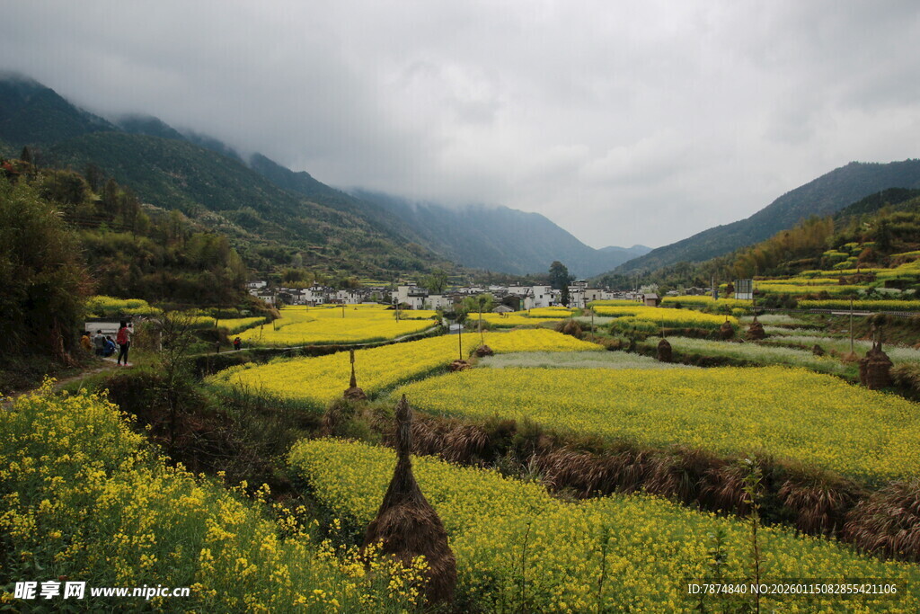 山间油菜花海田园美景