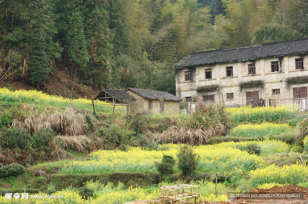山村春日田园风光