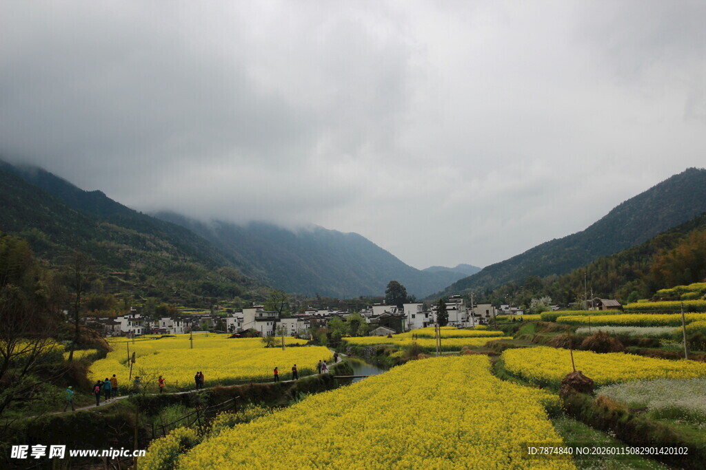 山间油菜花海田园风光