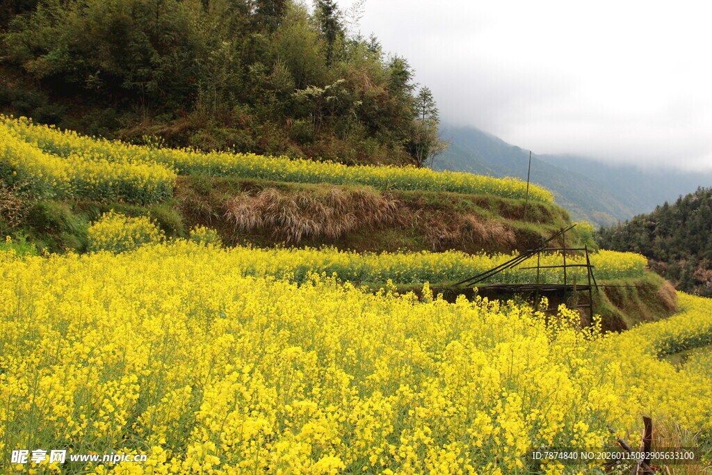 山间油菜花海美景
