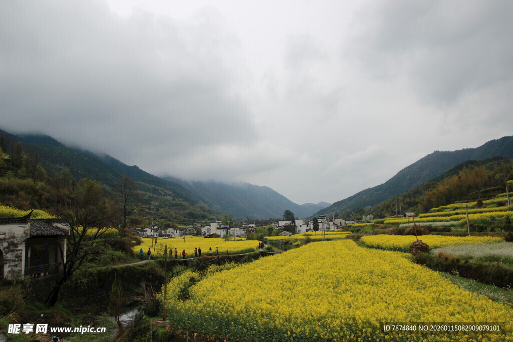山间油菜花海美景