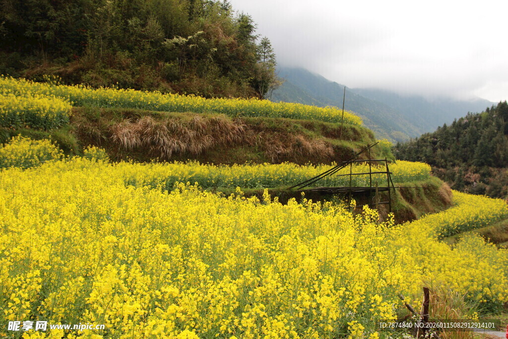 春日梯田油菜花美景