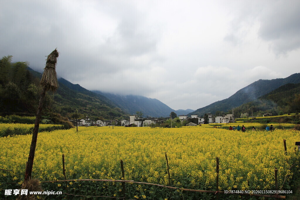 山间油菜花海美景