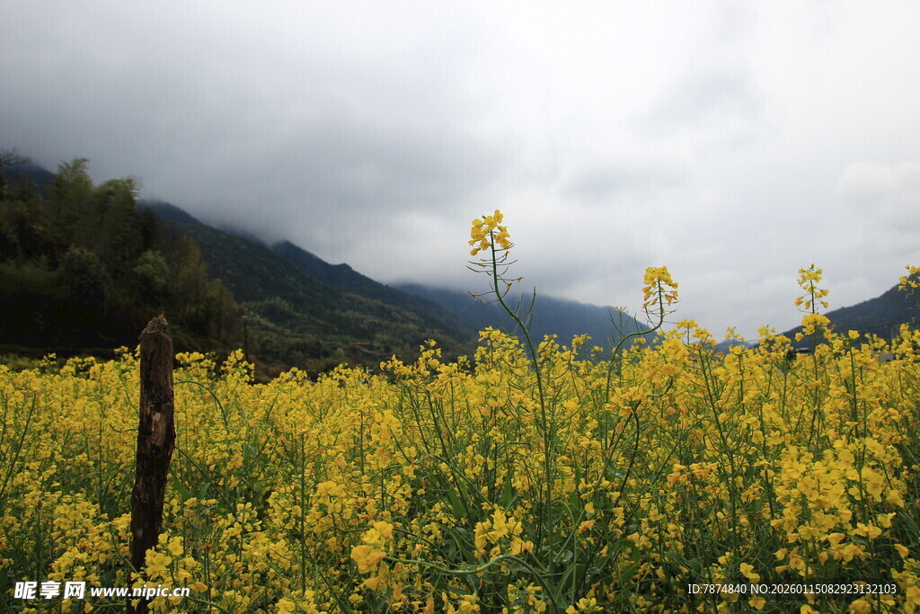 山间灿烂油菜花田