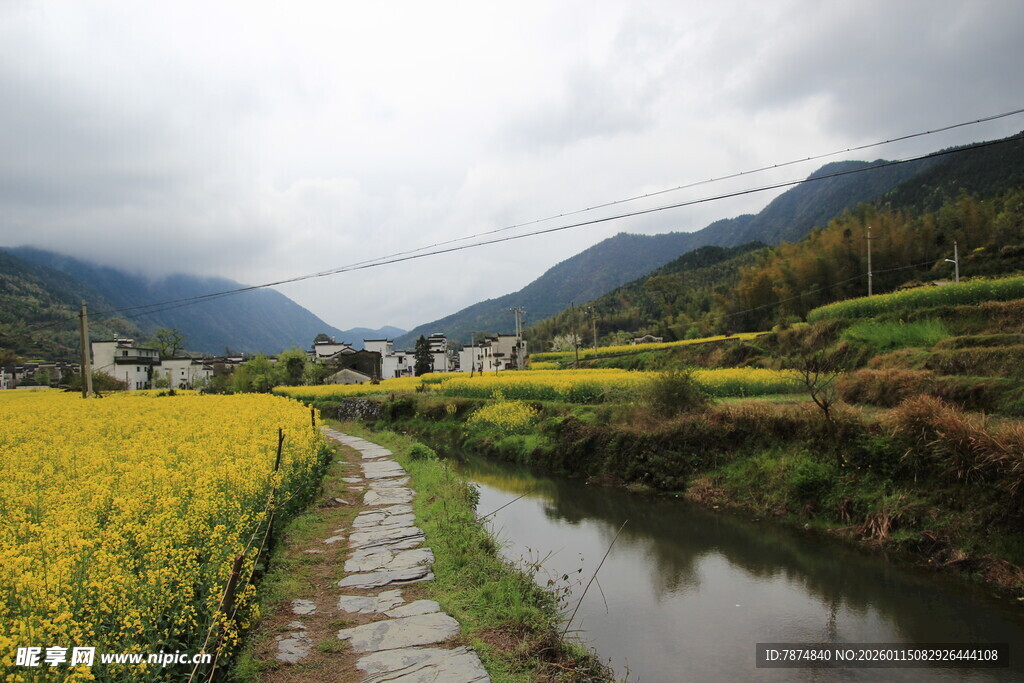 田园河畔的金黄油菜美景