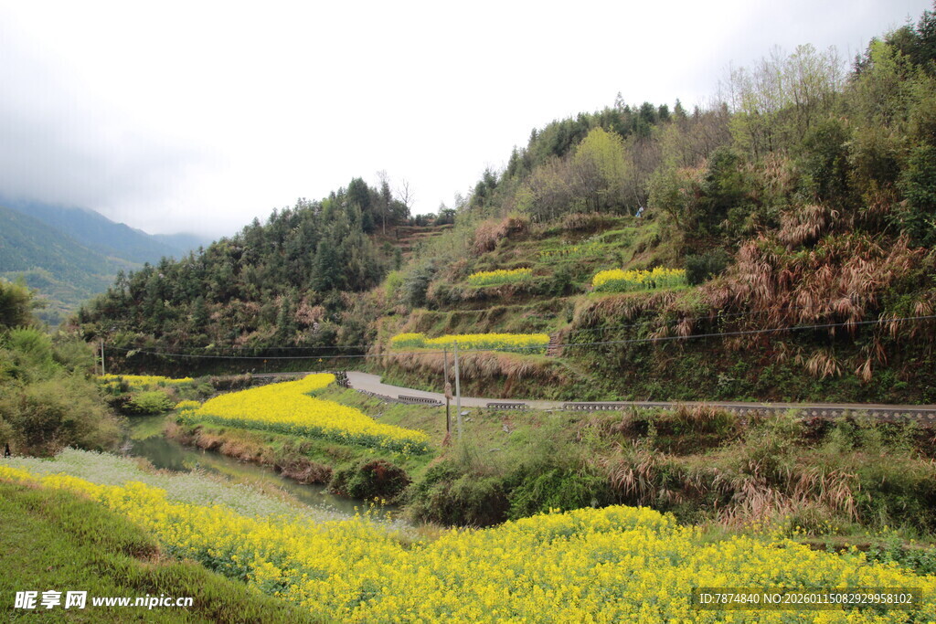 山间油菜田的美丽风光