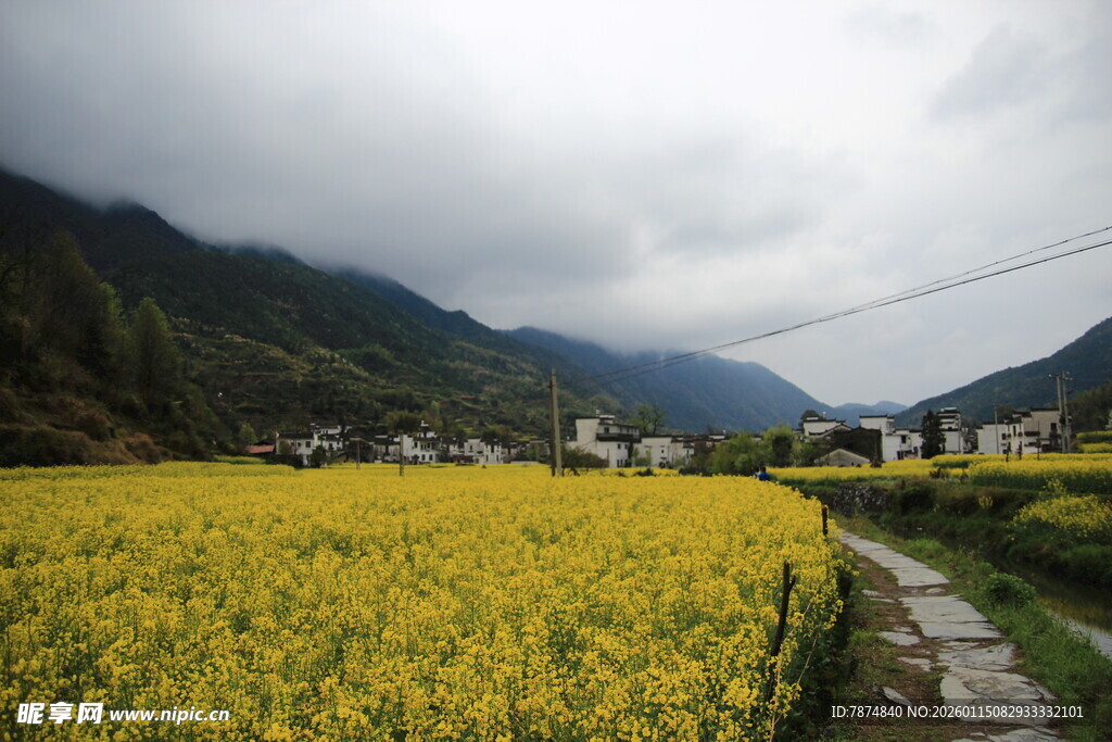 山间油菜花海田园美景
