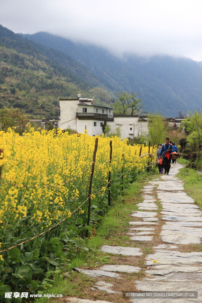春日山间油菜田石板路
