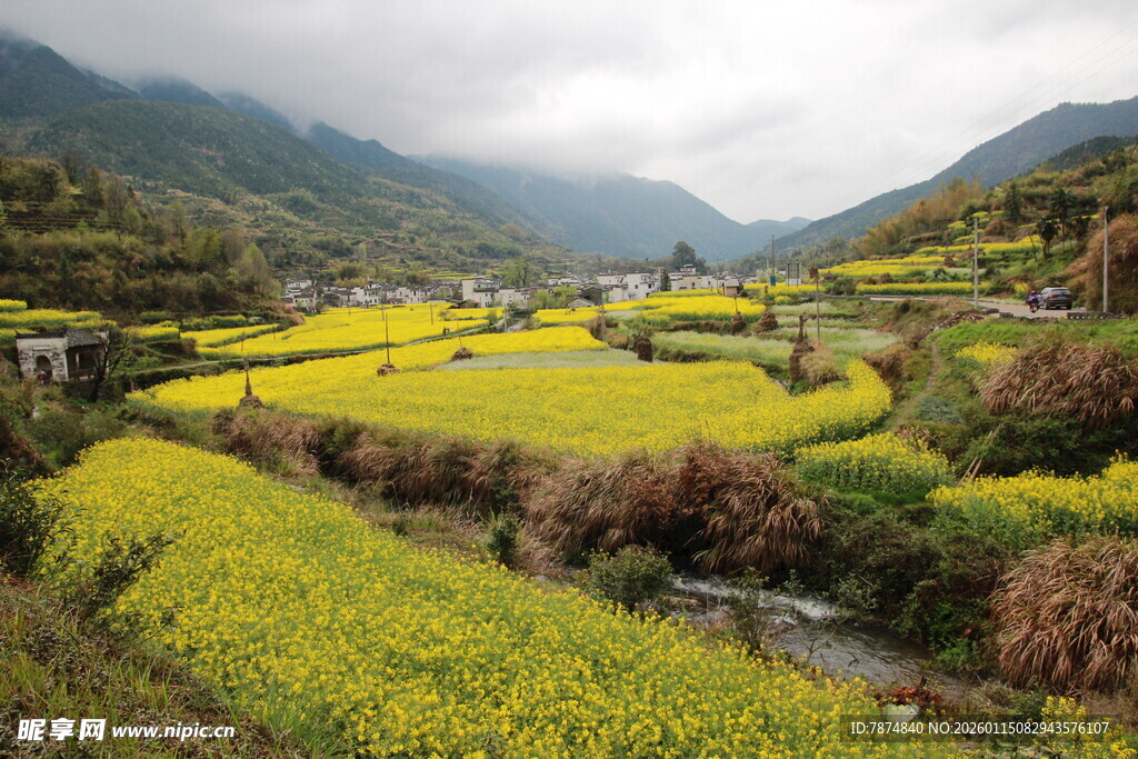 山间油菜花海田园美景