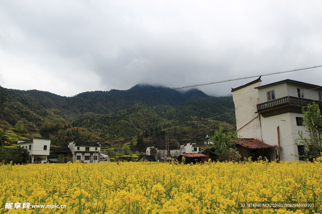 金黄油菜花田旁的山村景色