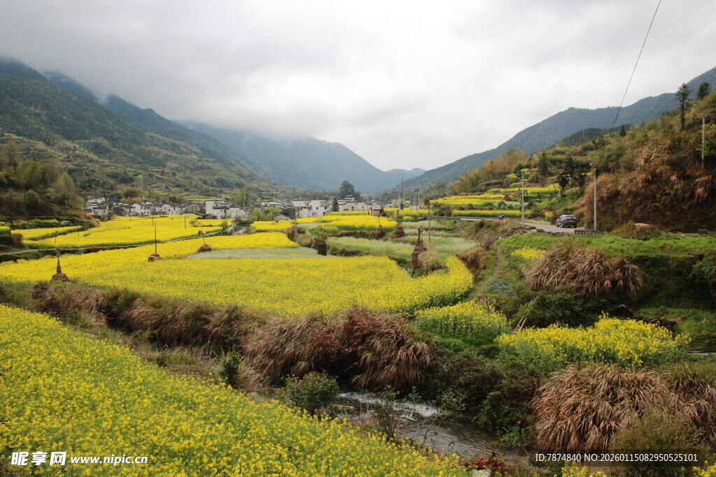 山间油菜田美景
