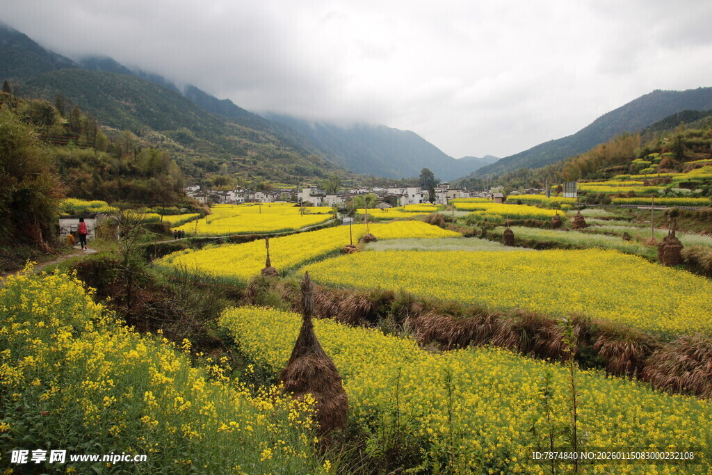 春日山间油菜花海美景