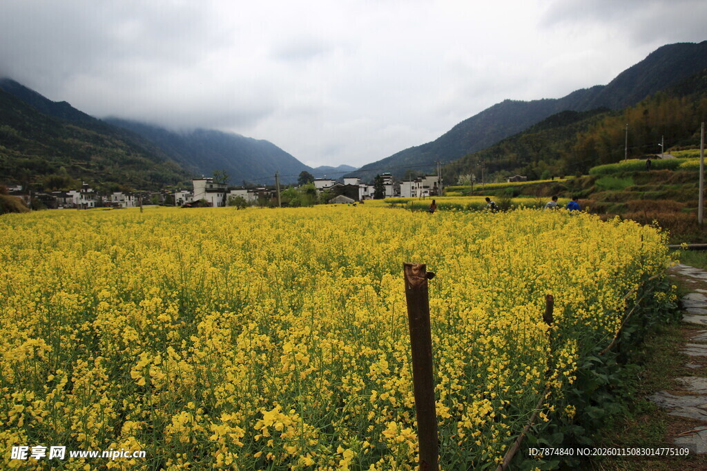 山间油菜花海田园美景