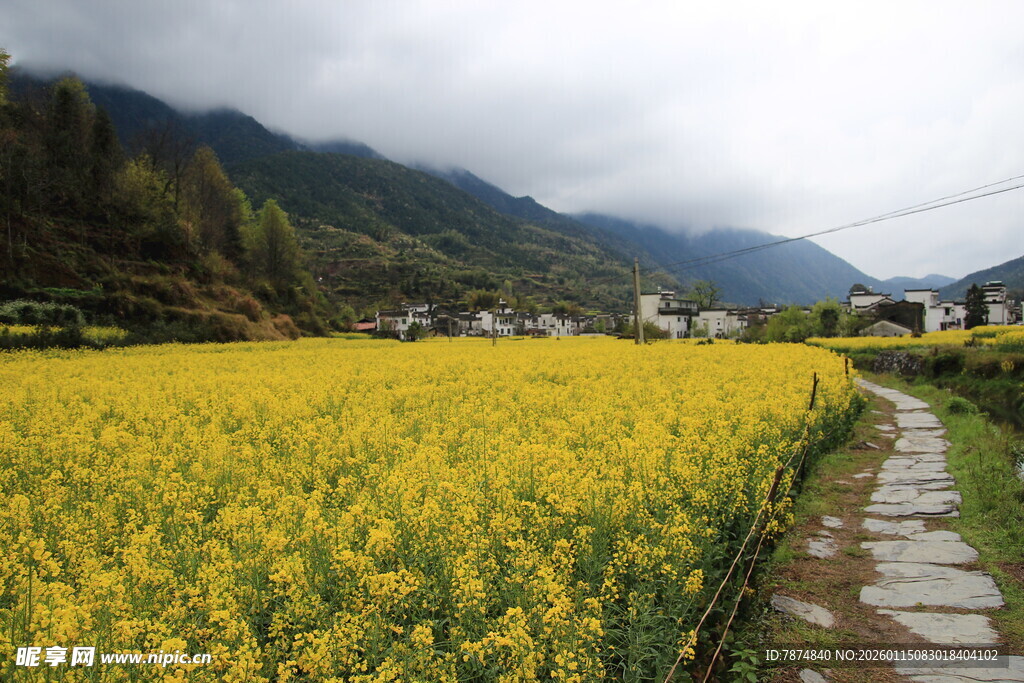 金黄油菜田中的乡间小径
