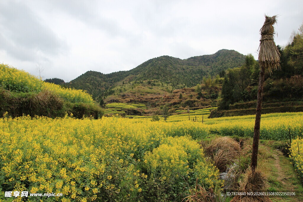 春日山间油菜花海美景