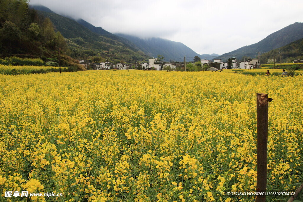 金黄油菜田与远山美景